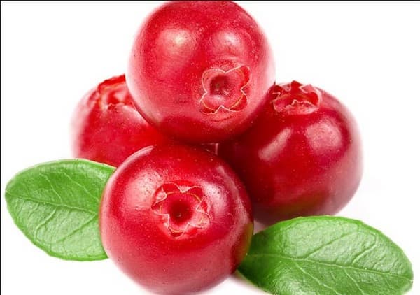 Cranberry Extract - plant extract
